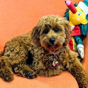 Lexi web photo