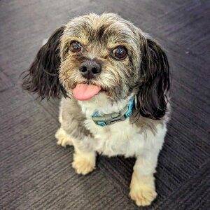 Mikey dog