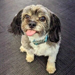 Mikey dog